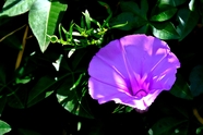 春天紫色牵牛花微距特写摄影图片