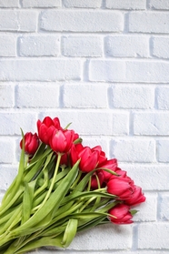 红色郁金香花束白色砖墙背景图片
