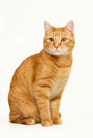 姜黄色美国短毛猫图片