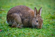 绿色草地野生蒙古兔图片
