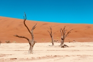 非洲纳米比亚荒野沙漠树干图片