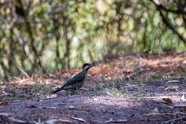 红枕啄木鸟图片