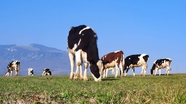 乡村牧场奶牛图片