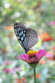 野生绢斑蝶图片