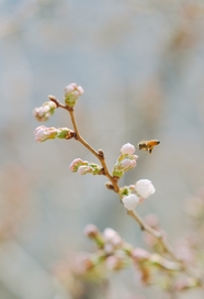 春天蜜蜂采花蜜图片