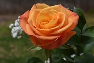 春天月季玫瑰图片