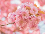 春天粉色小清新樱花盛开图片