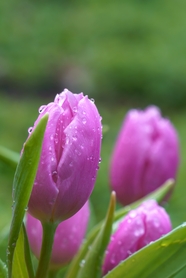 雨后紫色郁金香花图片