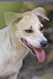 家养宠物犬图片