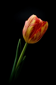 一枝克鲁西郁金香花图片