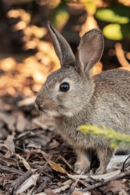 高清灰色小野兔图片