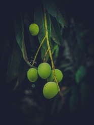 芒果树绿色青涩芒果摄影图片