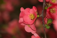 红色铁梗海棠花微距摄影图片