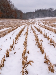 冬季乡村积雪覆盖的玉米地图片