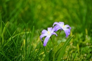 春天绿色草丛紫色小野花图片