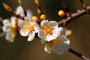 春天杏花盛开微距特写摄影图片