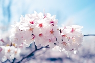 清新淡雅日本樱花图片