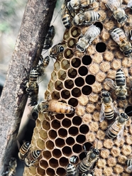 野生蜜蜂蜂巢蜜蜂巢图片