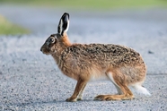 欧洲野兔图片