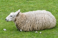 绿色草地趴着的绵羊图片