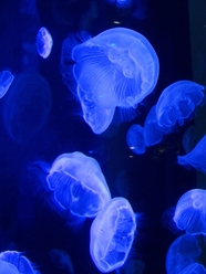 蓝色深海唯美发光水母图片