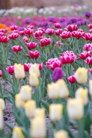 春天郁金香花圃图片