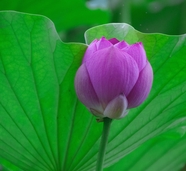 夏日粉色荷花花蕾图片