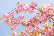 春天樱花树绽放的樱花图片