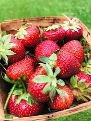 新鲜现摘红色草莓图片