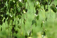 绿色藤条植物微距特写摄影图片