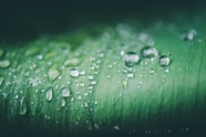 雨后绿叶水滴特写摄影图片