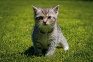 暖春绿色草地可爱小猫图片