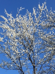 春天一棵白色梅花树摄影图片