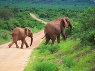 非洲野生大象迁徙图片