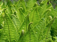 春天绿色野生蕨类植物图片