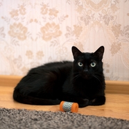 黑色宠物猫咪图片