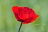 野生红色罂粟花花枝图片