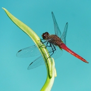 站在绿色嫩芽尖上的红蜻蜓图片