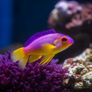 水族馆紫色观赏鱼摄影图片