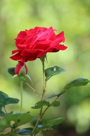 红色玫瑰花植物花朵图片