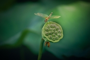 夏天绿色莲蓬蜻蜓图片