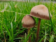 春天雨后草丛生长的蘑菇图片