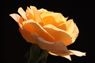 橙黄色玫瑰花微距摄影图片