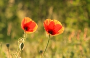 红色野生沙宾罂粟花摄影图片