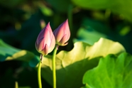 夏日粉色莲花花苞图片