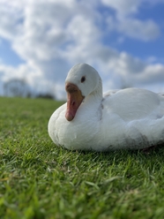 蓝天白云草地白色鸭子图片