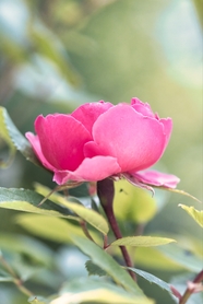 野生带刺的玫瑰花图片