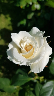 白色玫瑰花微距特写摄影图片