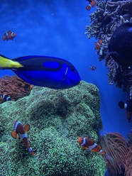 蓝色深海珊瑚礁小丑鱼图片