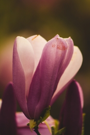 春天玉兰花植物摄影图片